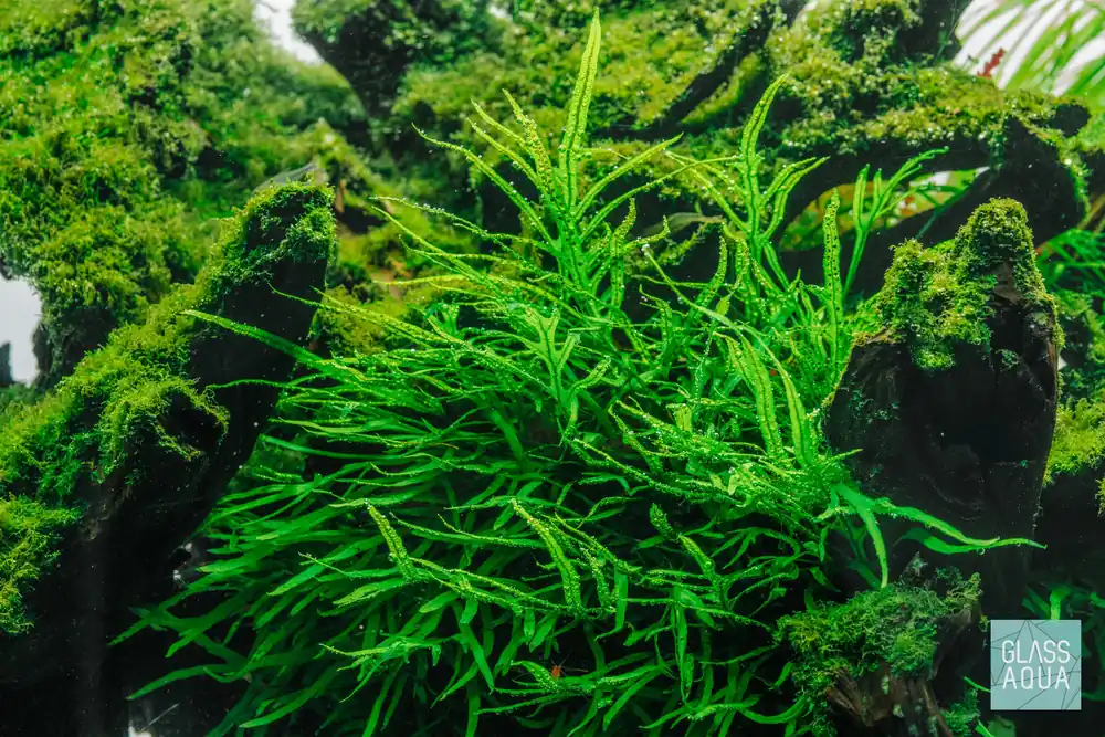 Assorted Rhizome Bundle - CPA