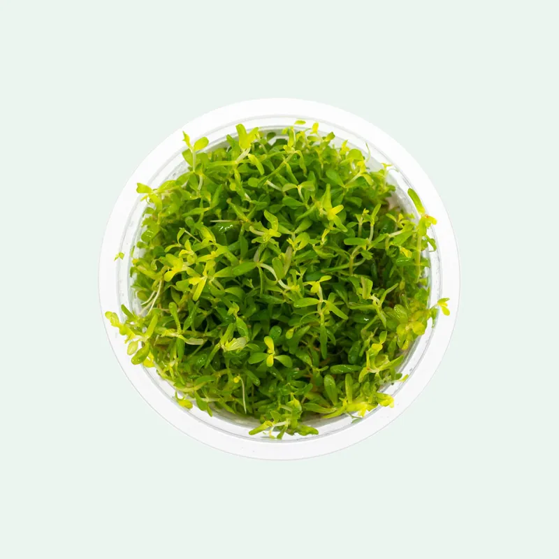 Rotala Macrandra Pink - SI