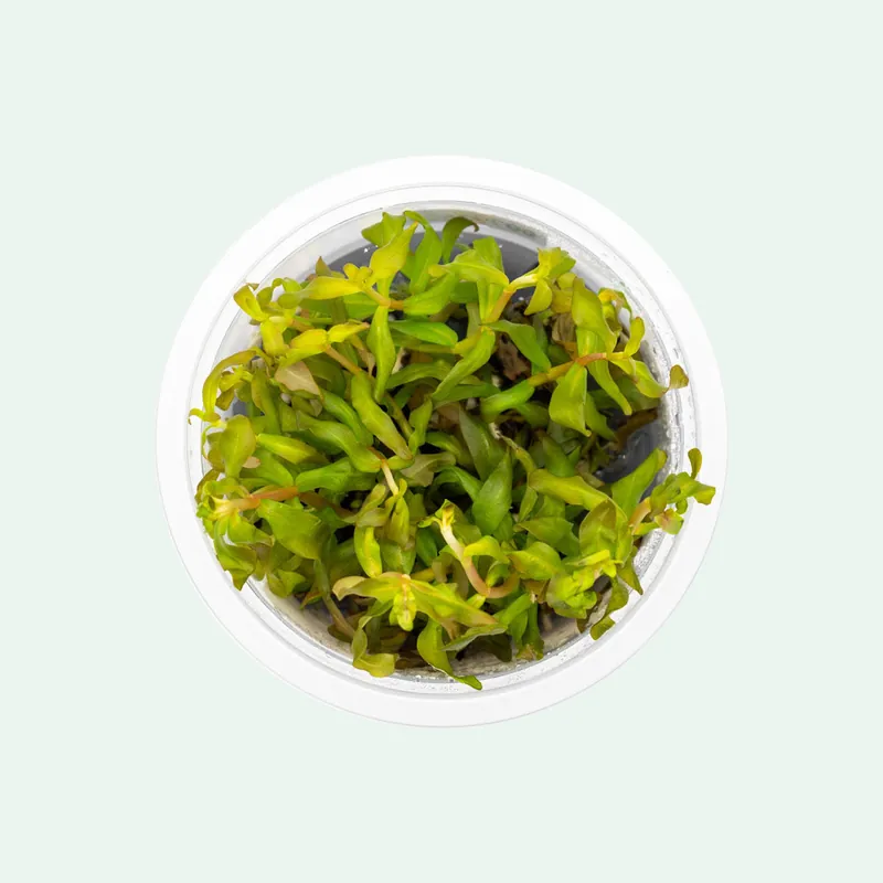 Ammania Gracilis Tissue Culture - SI