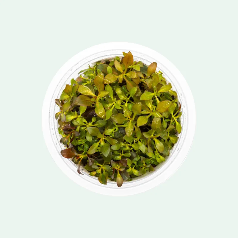 Ludwigia Glandulosa - SI