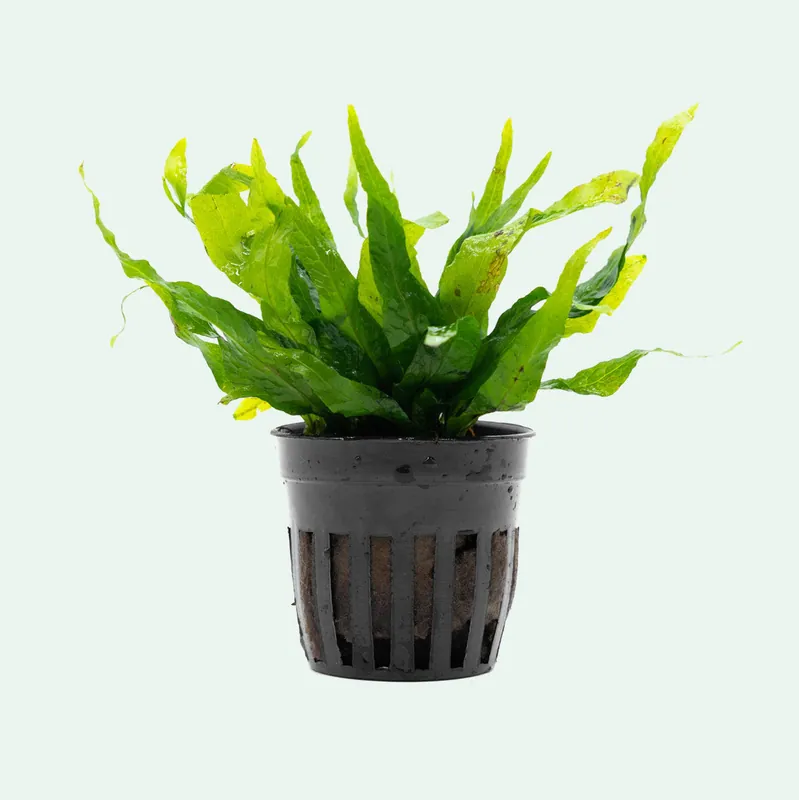 Microsorum Pteropus Petite - CPA