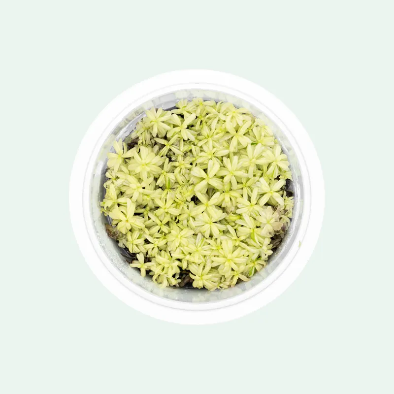 Rotala Rotundifolia Platinum - SI