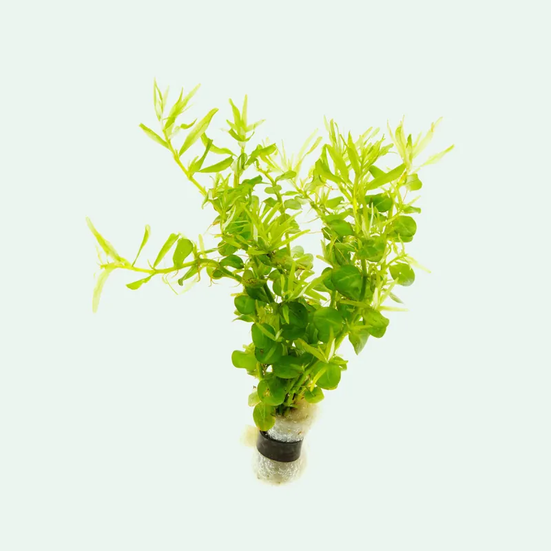 Rotala Green - WCA