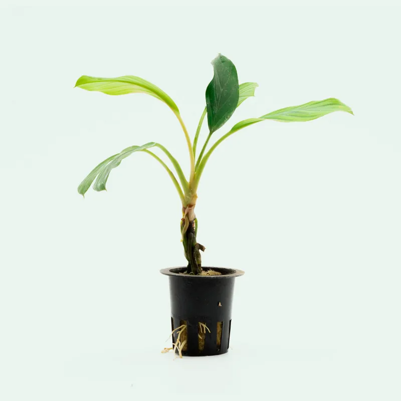 Homalomena Silver - BUCE