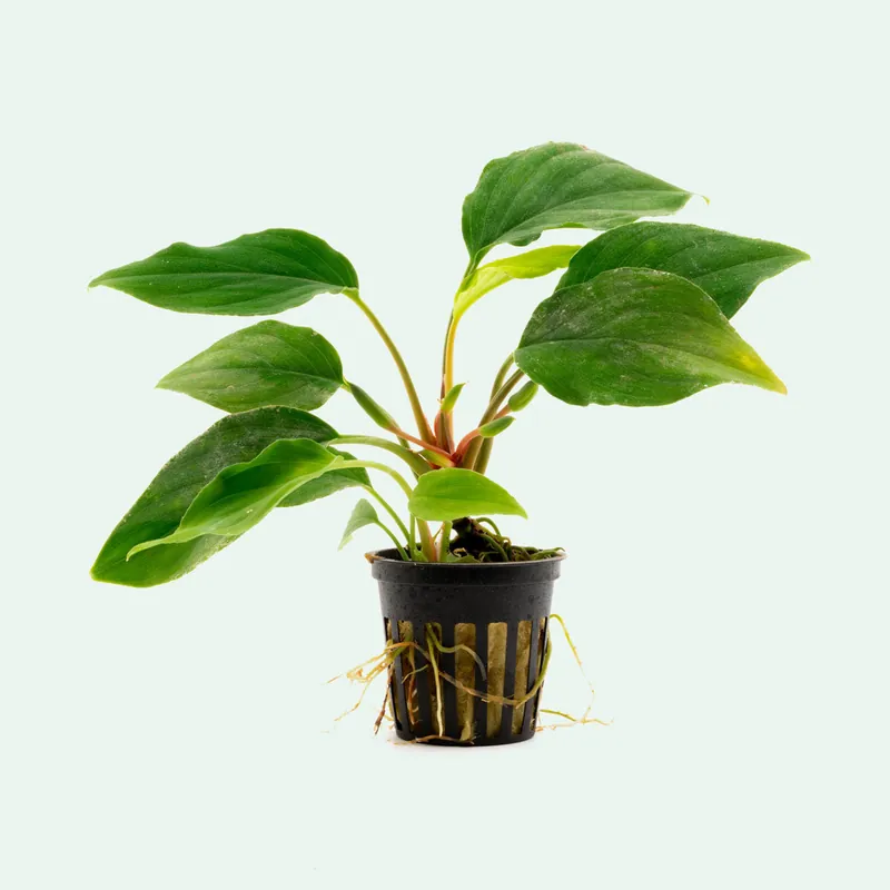 Homalomena Sungai - BUCE