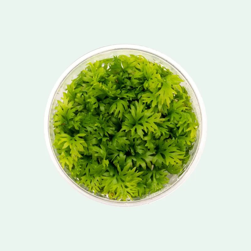 Ceratopteris Thalictroides - WCA