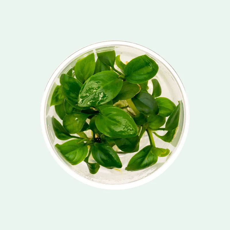 Anubias Heterophylla - WCA