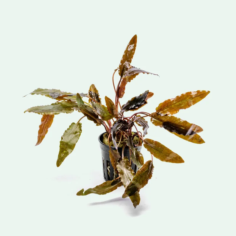 Cryptocoryne Hudoroi - WCA