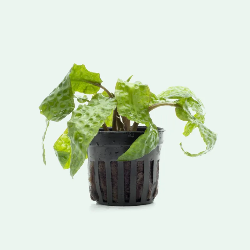 Cryptocoryne Usteriana - CPA