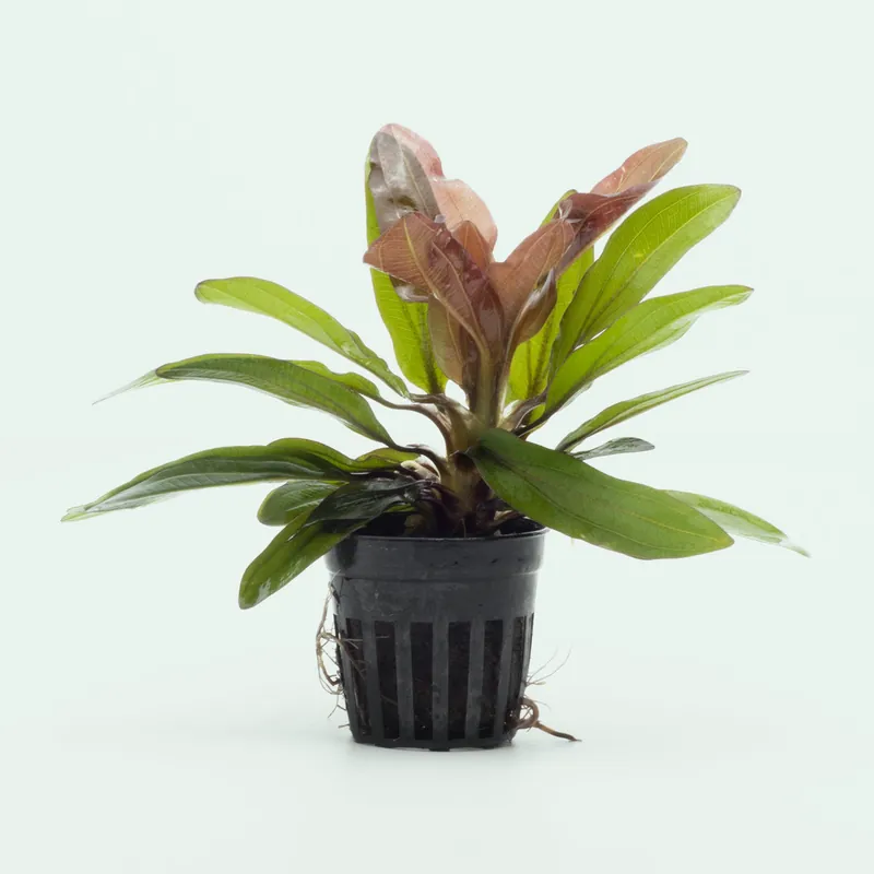 Echinodorus Red Rubin - WCA