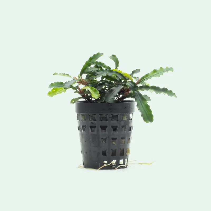 Bucephalandra Broad Wavy - SI