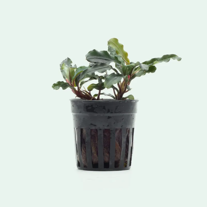 Bucephalandra Dark Green Wavy - SI