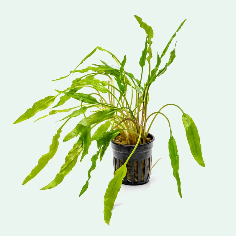 Cryptocoryne Sri Lanka - WCA