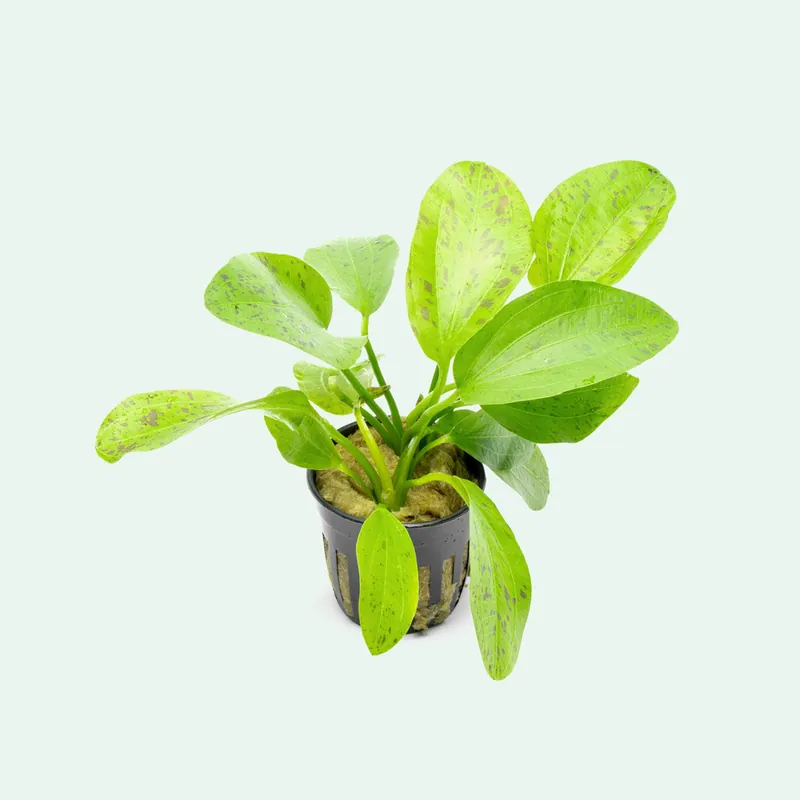 Echinodorus Ozelot Green - WCA