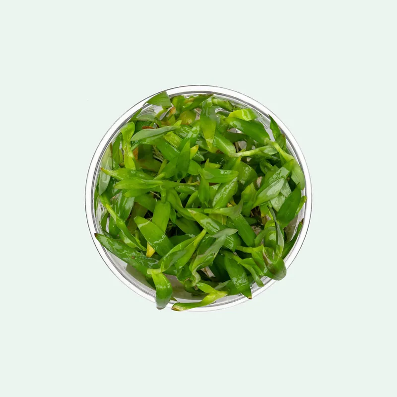 Murdannia Keisak - SI
