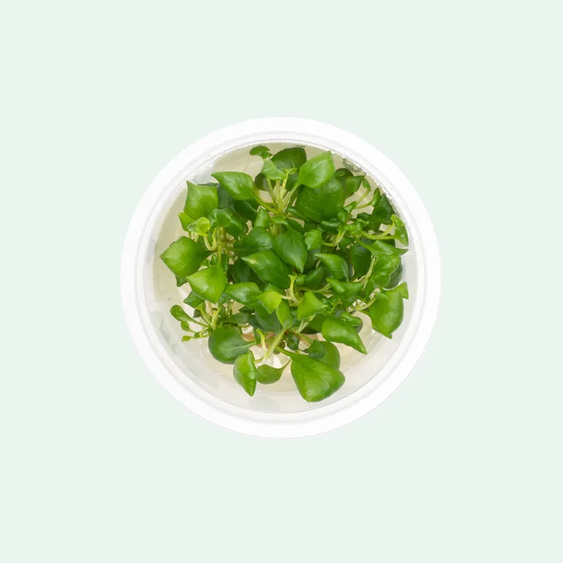 Lobelia Cardinalis Mini Tissue Culture - Aquatic Farmer