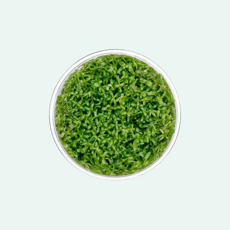 Rotala Wayanad - SI