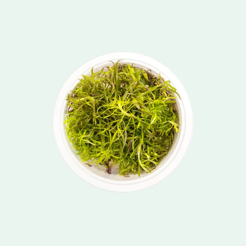 Pogostemon Stellatus - SI