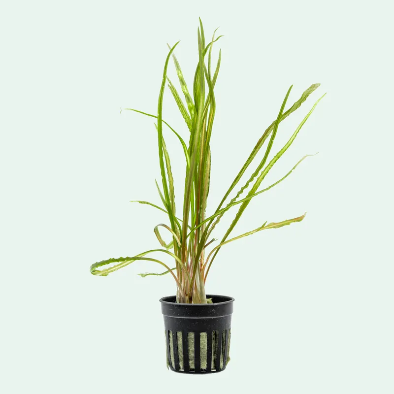 Cryptocoryne Retrospiralis - WCA