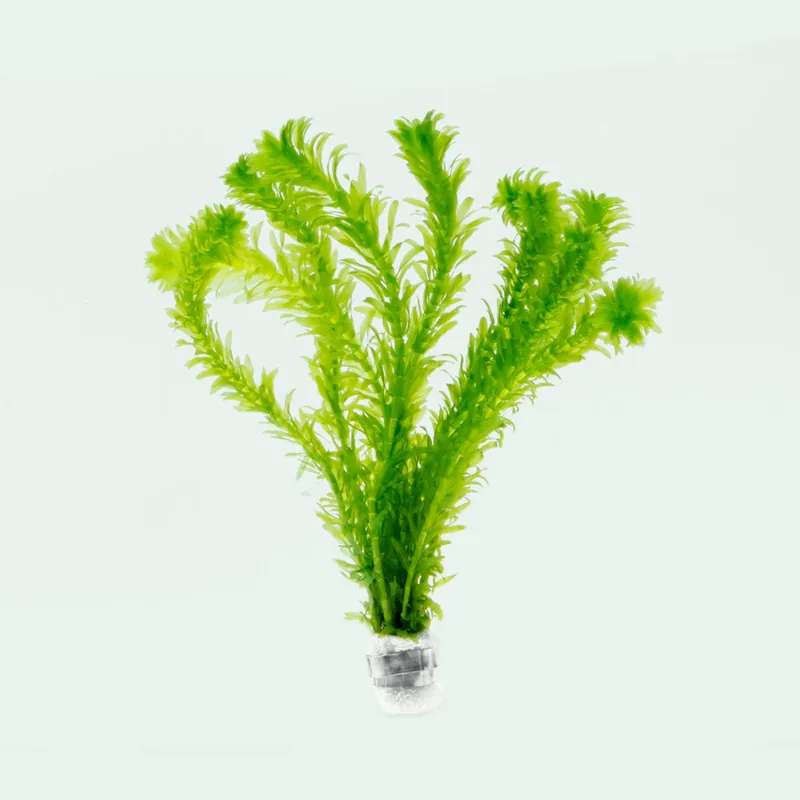Egeria Densa - WCA