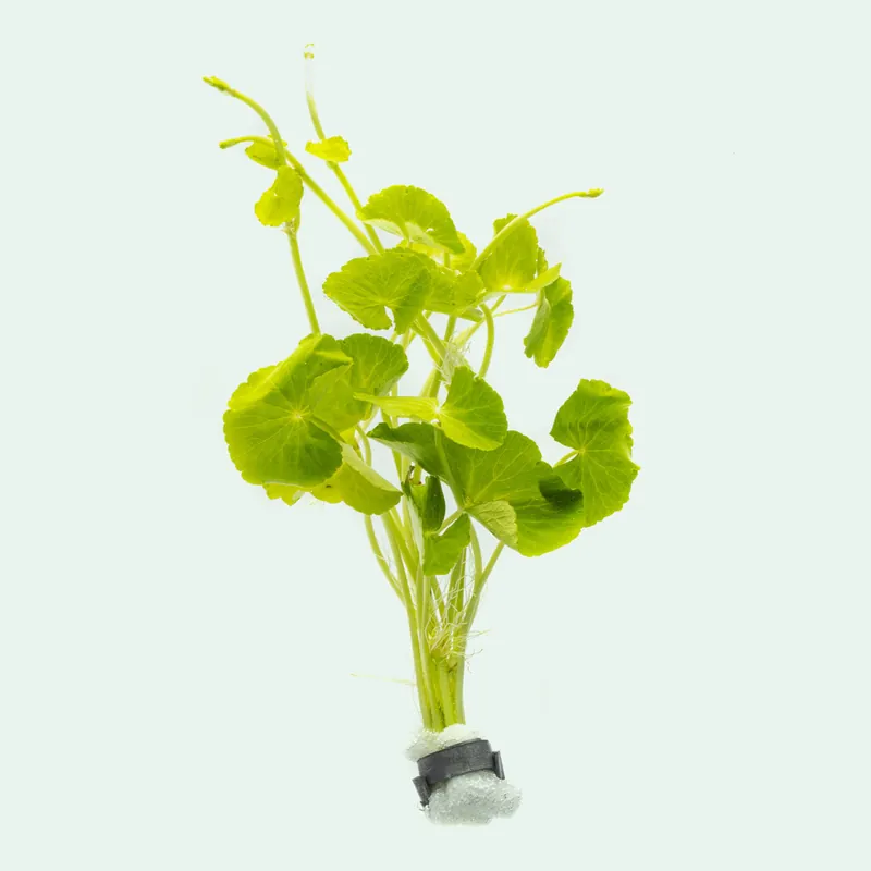 Hydrocotyle Leucocephala - WCA