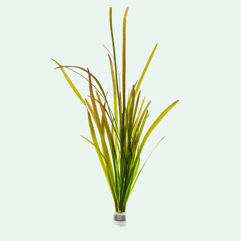 Vallisneria Spiralis Leopard - SI