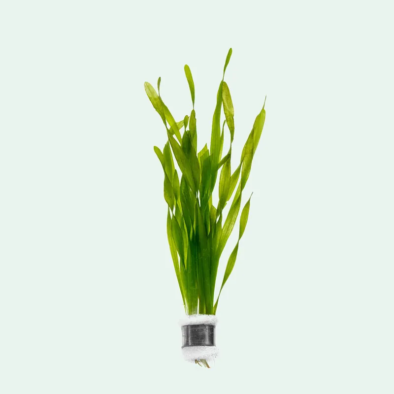 Vallisneria Torta - WCA