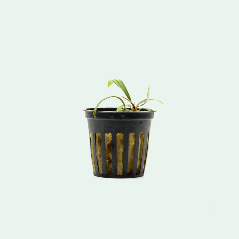 Aridarum Mini - BUCE