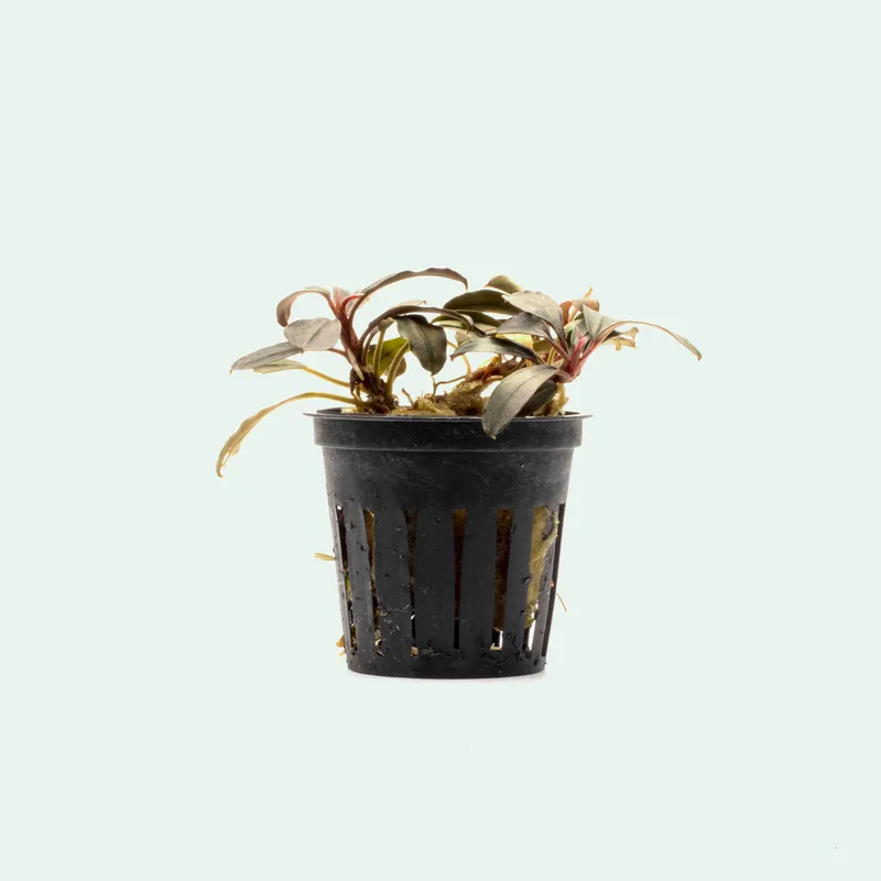 Bucephalandra Kedagang Round - CPA
