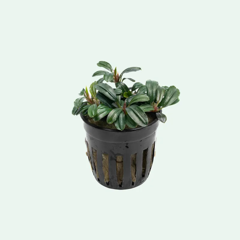 Bucephalandra Brownie Phoenix Brown - CPA