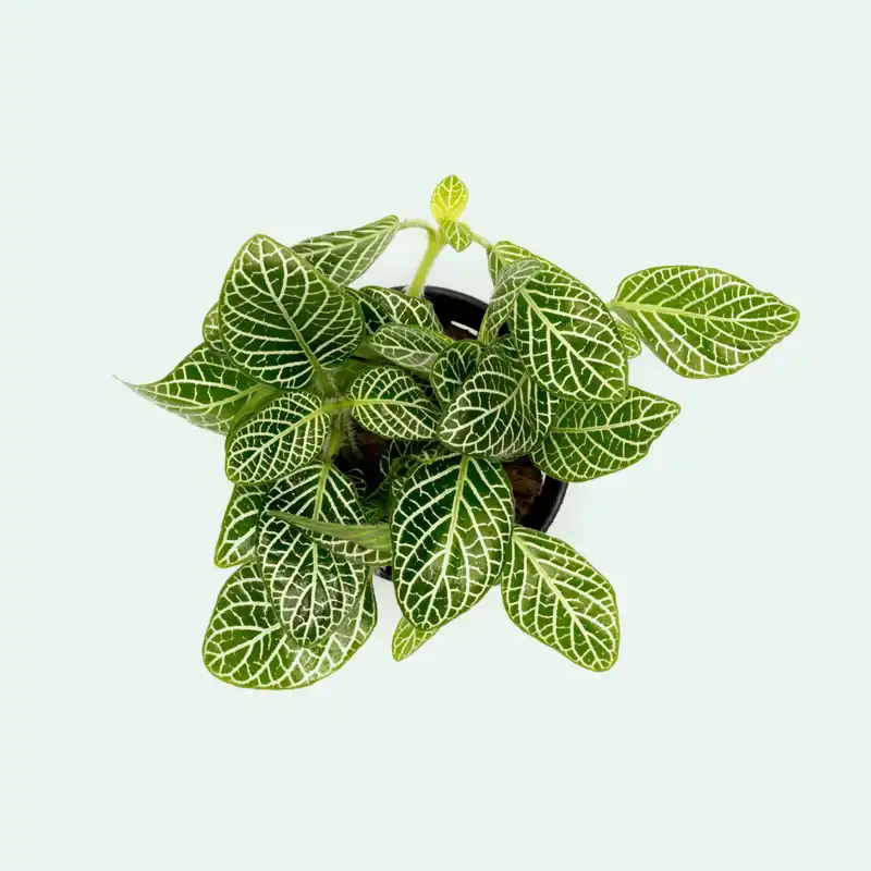 Fittonia Albivenis - WCA