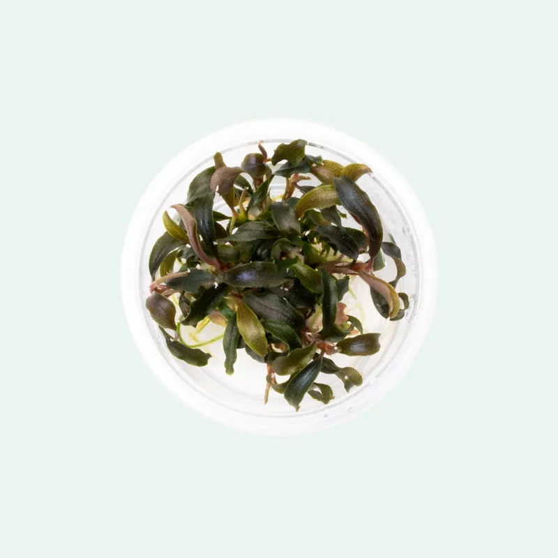 Bucephalandra Kedagang Mini Black - CPA