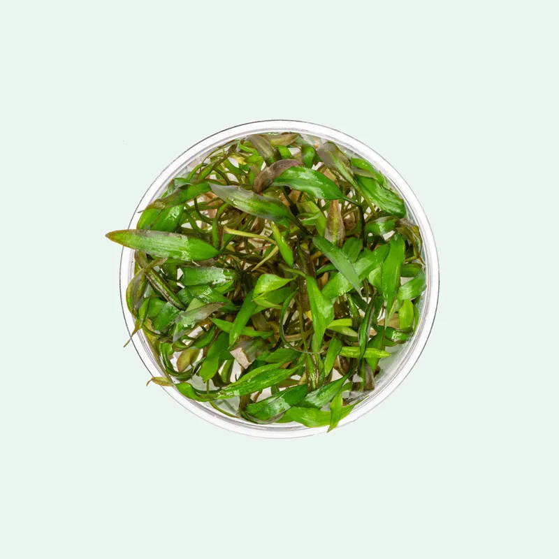 Cryptocoryne Affinis Red - CPA