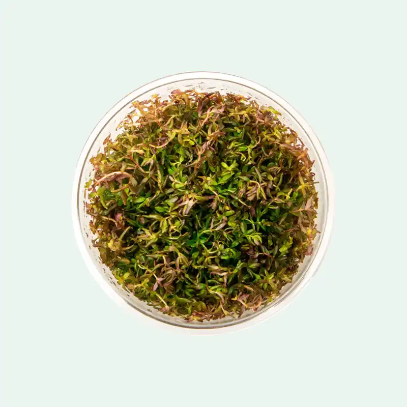 Rotala Macrandra Mini Tissue Culture - CPA
