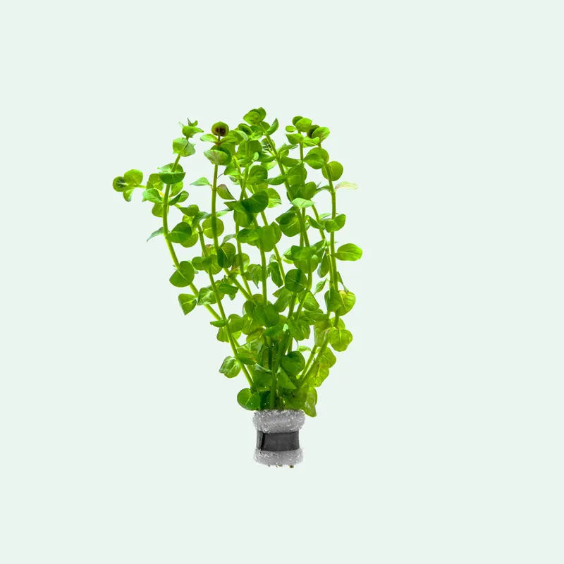 Rotala Macrandra Tissue Culture - CPA