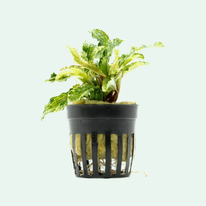 Bucephalandra Variegated Marble - CPA