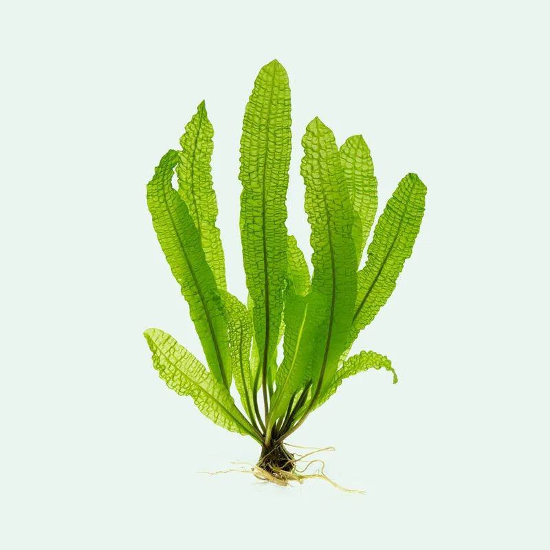 Aponogeton Boivinianus - WCA