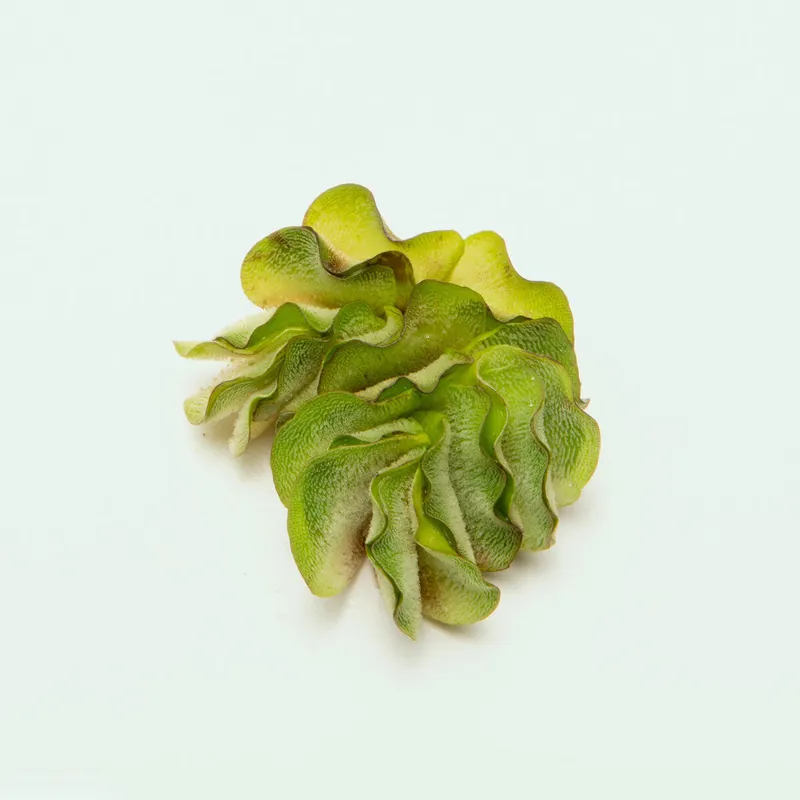 Salvinia Natans - WCA