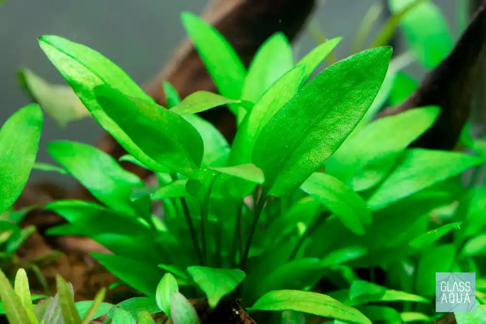 Assorted Cryptocoryne Bundle - CPA