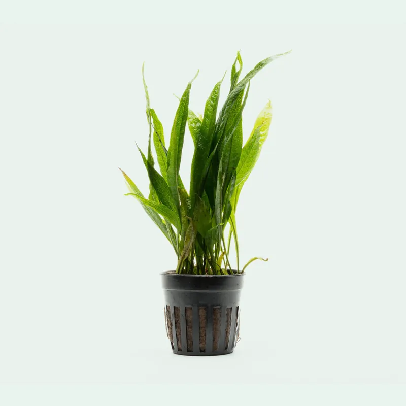 Microsorum Pteropus Black Forest - CPA