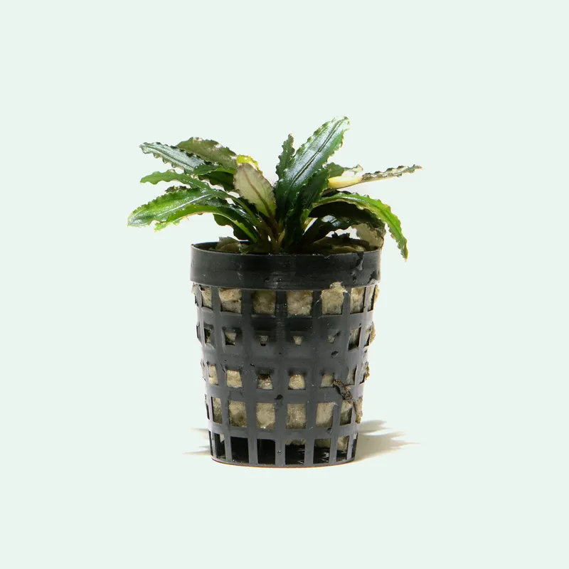 Bucephalandra Biblis - SI