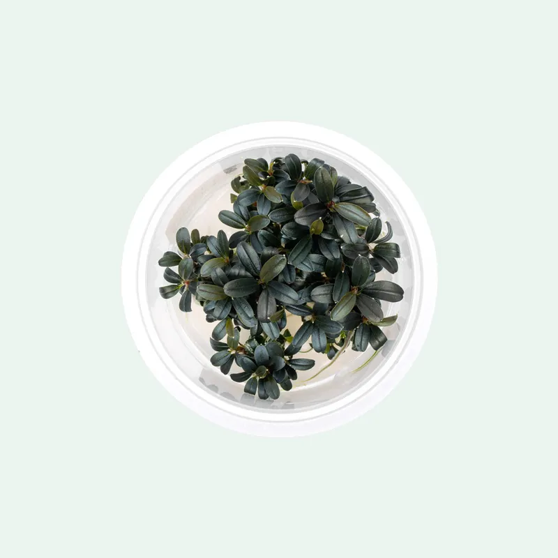 Bucephalandra Kedagang Round Mini - CPA