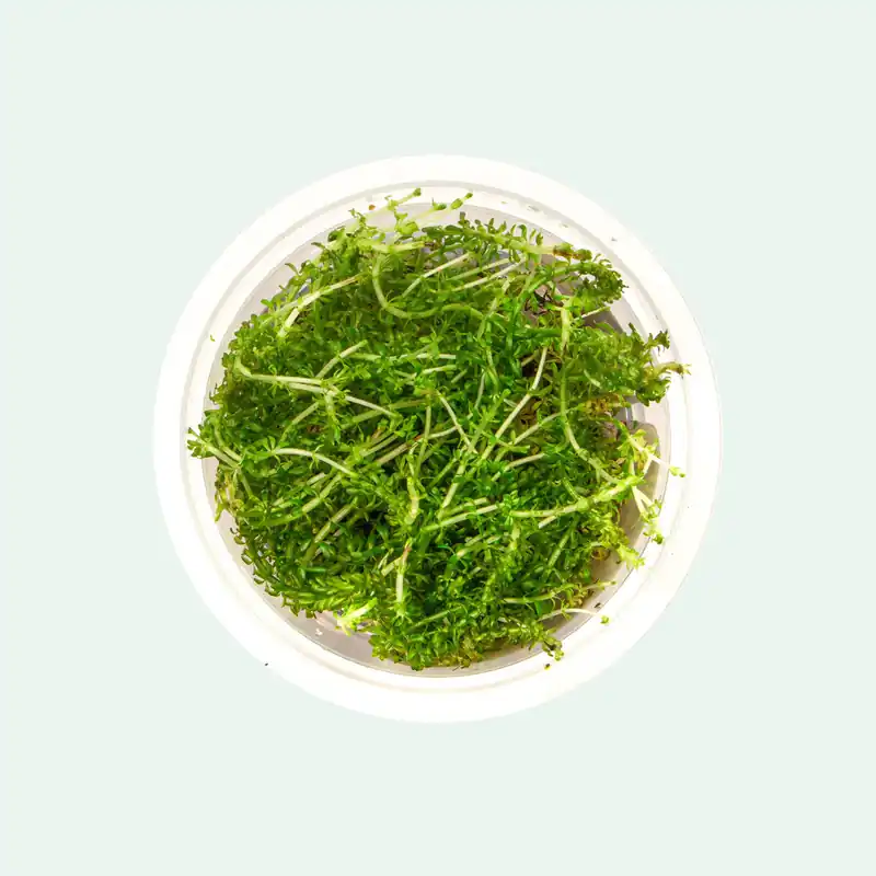 Rotala Bangladesh - SI
