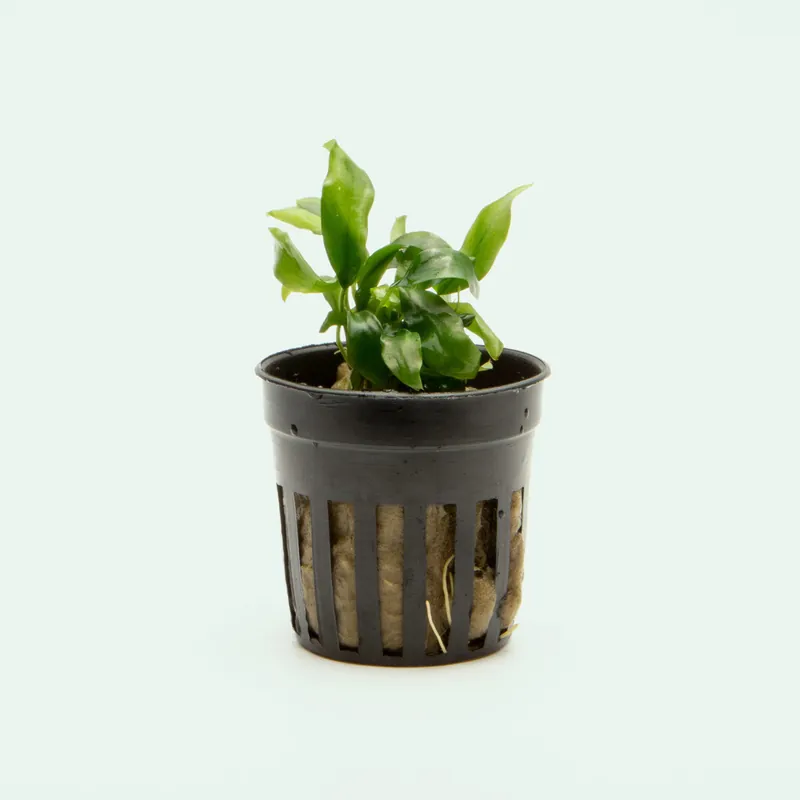 Anubias Minima Mini - CPA