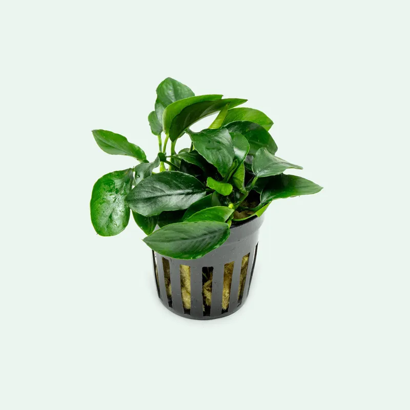 Anubias Nana Spear Leaf - CPA