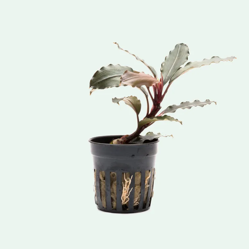 Bucephalandra Theia Red - CPA