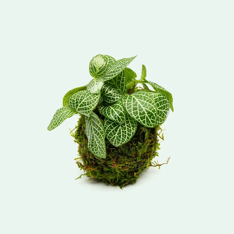 Fittonia Albivenis on Christmas Moss Clay Ball - WCA