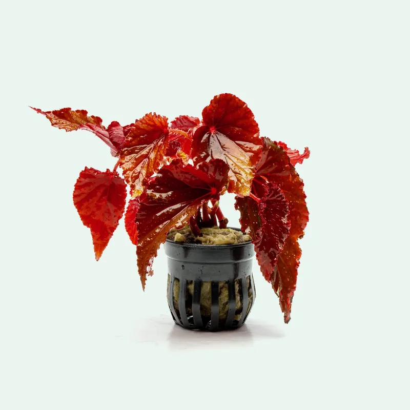 Begonia Arabian Sunset - WCA