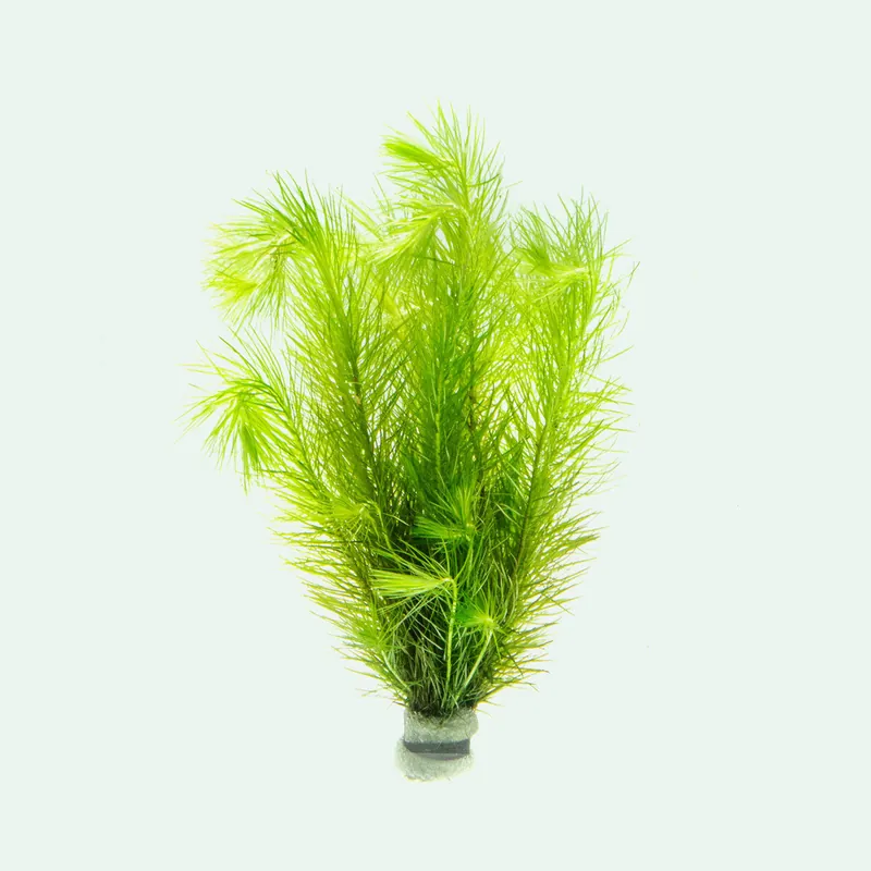 Eriocaulon Setaceum - SI