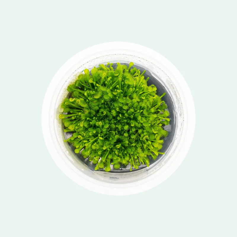 Drosera Rotundifolia - Aquatic Farmer